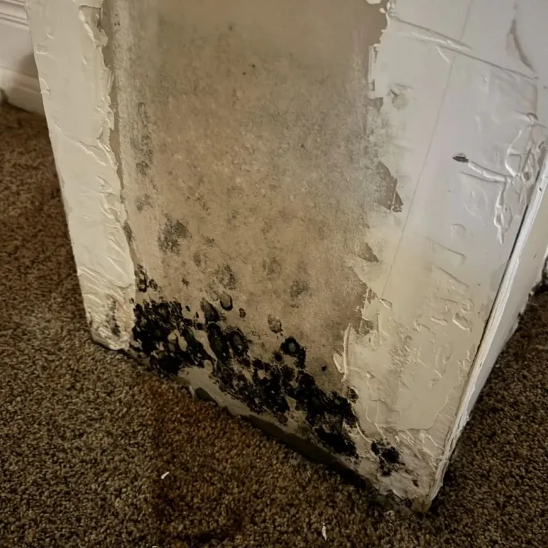 Professional Mold Removal in Quincy, MA